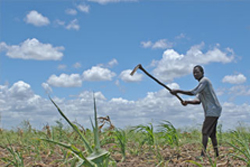 Issues - Food security Issues - Food security