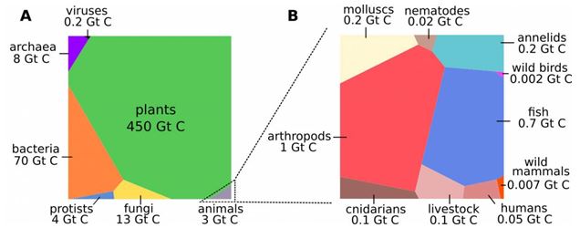 Figure. La biomasse terrestre en gigatonnes de carbone (crédits : Yinon Bar-On, Rob Phillips et Ron Milo)