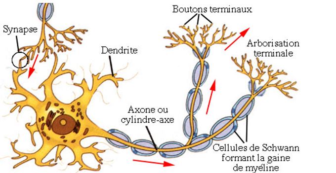Image. Structure schématique d'un neurone. Les flèches rouges indiquent le sens de progression de l'influx nerveux (crédits : Farish, modifié)