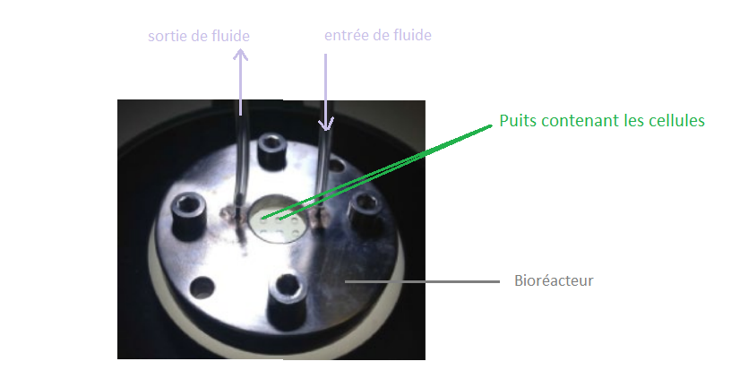 Illust: Bioréacteur (adapté, 164.2 ko, 816x413