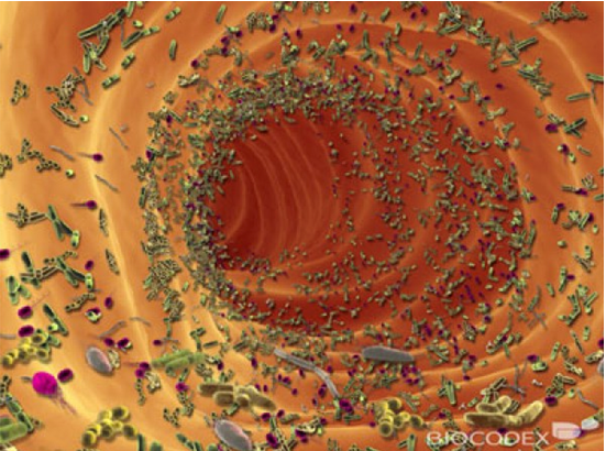 Illust: Figure 1. Image (...), 677.8 ko, 551x410