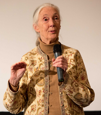 Illust: Jane Goodall. Crédit, 265.4 ko, 351x397
