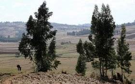 Image Diaporama - Campagne de reforestation du Mont Wuchecha (...)
