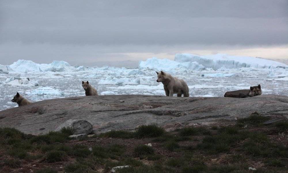 Image Diaporama - Chiens de traîneaux sur la côté d'Ilulissat, (...)