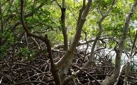Image Diaporama - Martinique : palétuviers dans la mangrove de (...)