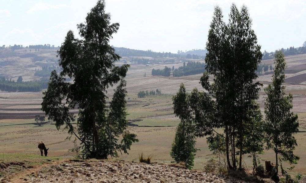 Image Diaporama - Campagne de reforestation du Mont Wuchecha (...)