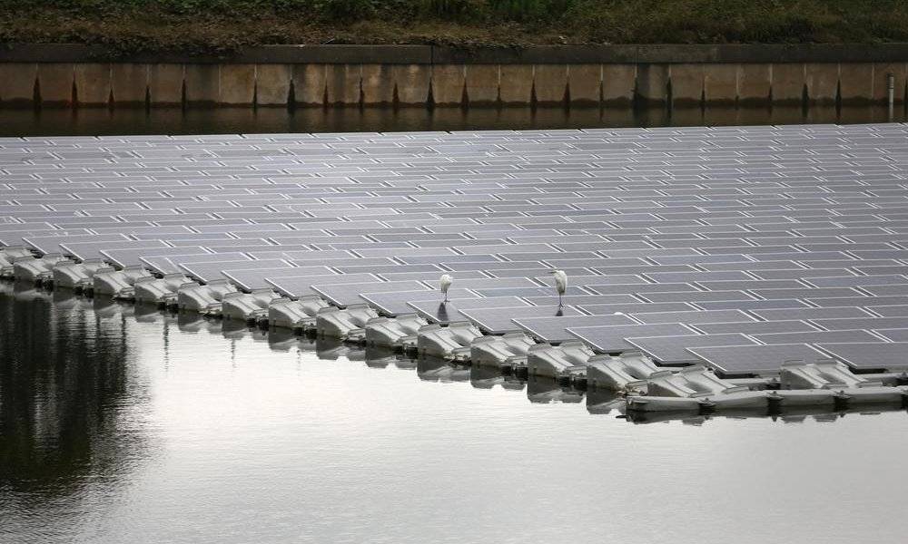 Image Diaporama - 2 hérons posés sur des panneaux solaires de la (...)