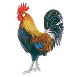 The Gallic Rooster Ministry For