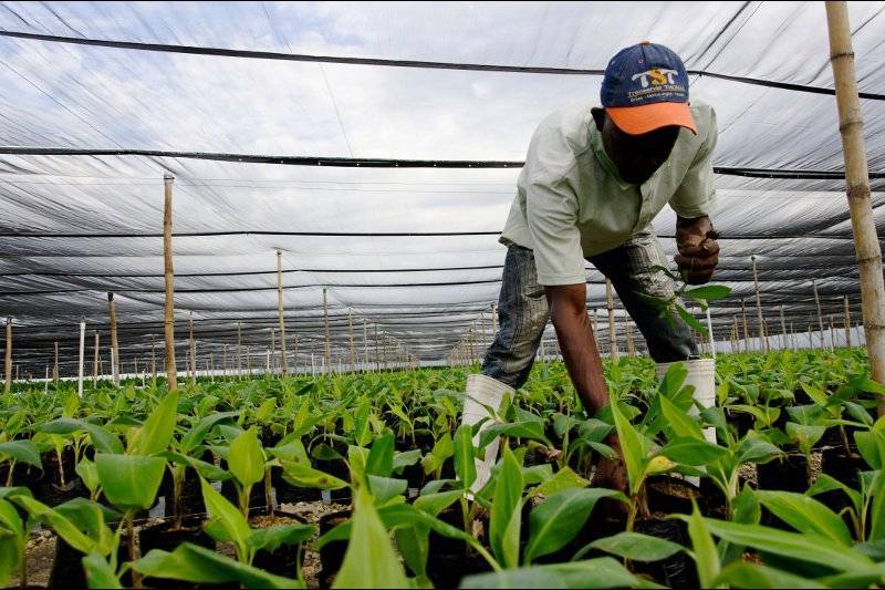 Image Diaporama - Développement économique – Plantules pour la (...)